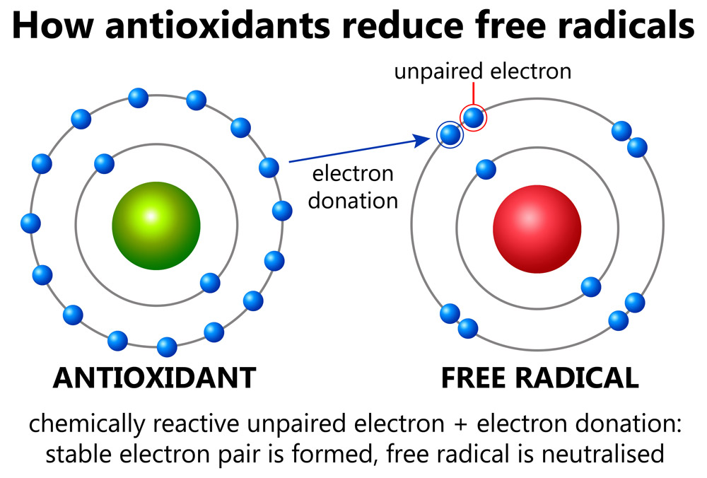 How antioxidants reduce free radicals infographic