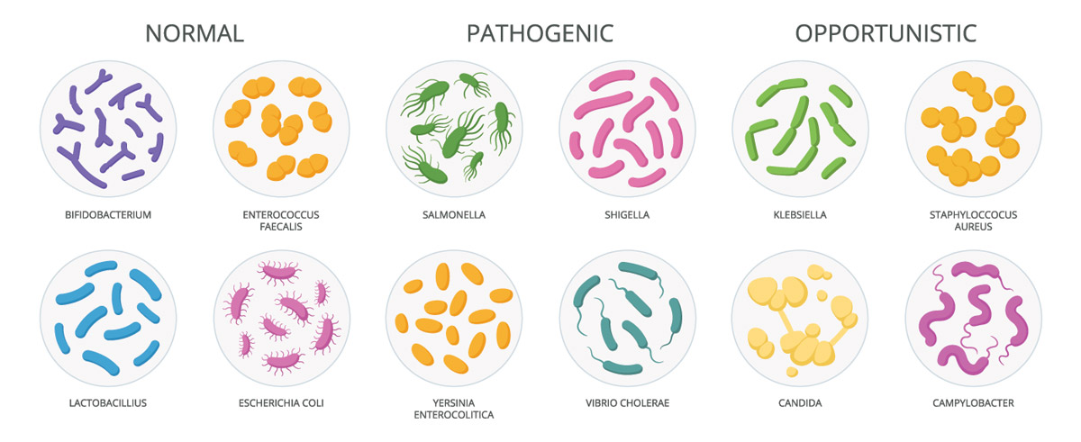 gut flora types